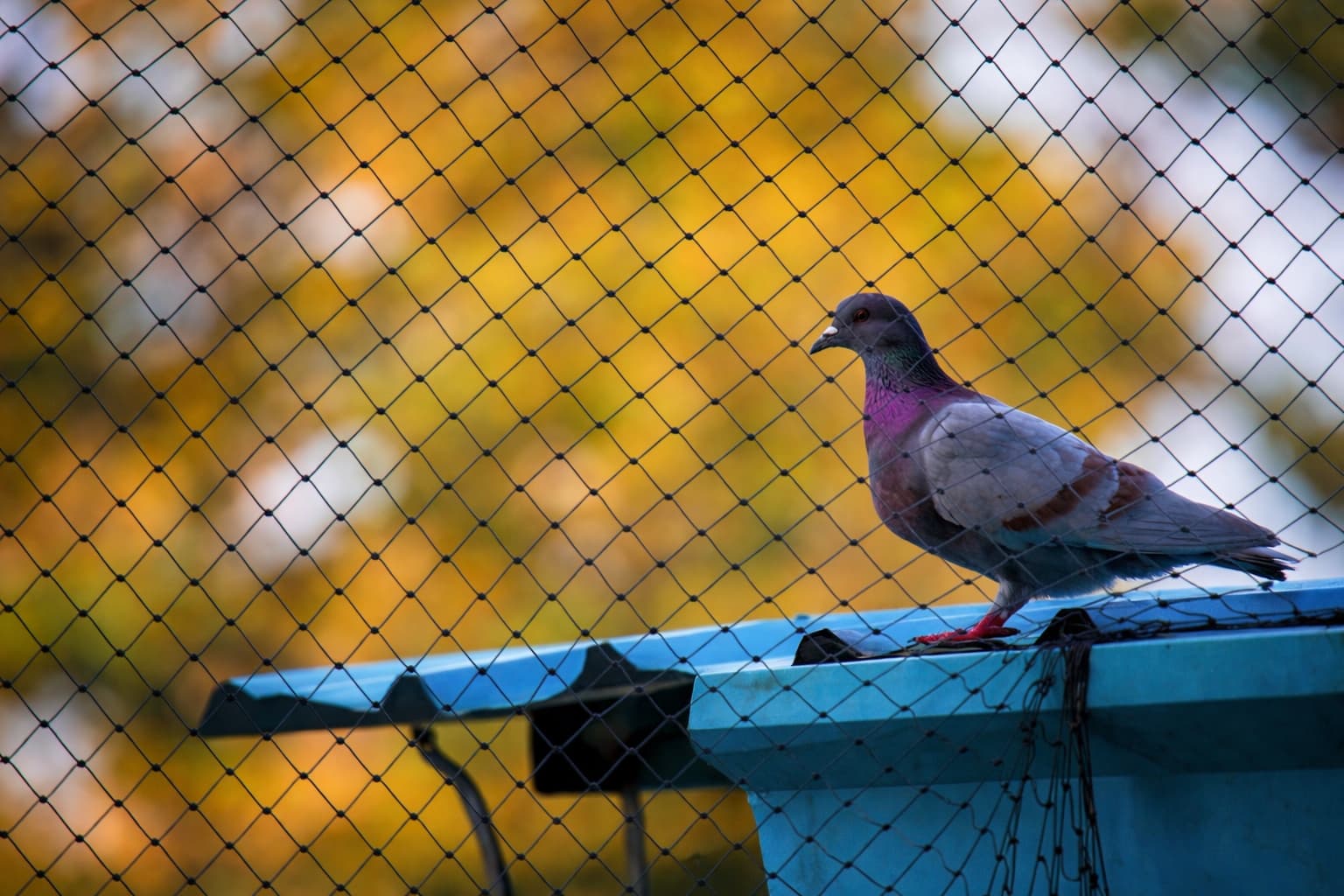 Bird Control Solutions